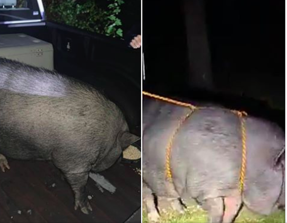‘Brady’ the New England Pig Is Safe Again