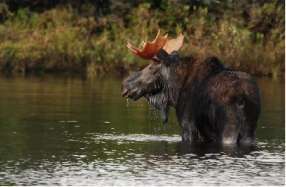 New England Moose Population Is Decreasing Because of Ticks