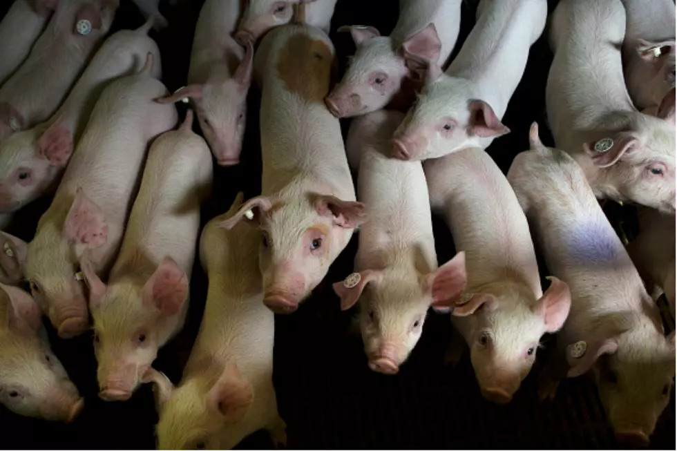 250 Loose Piggies In Vermont Are Still Trying To Find Their Way Home