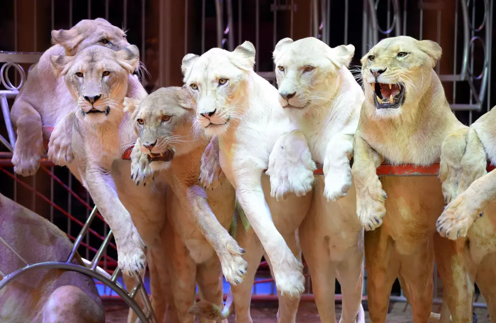Mass Wants To Ban Lions And Tigers From The Circus