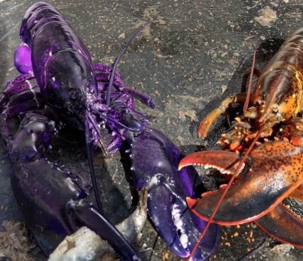 Photoshopped Purple Lobster in Maine Fools Everyone – Even Marine Biologists