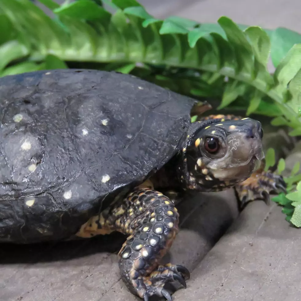 Stolen Spotted Turtle from Squam Lakes Science Center Has Been Returned