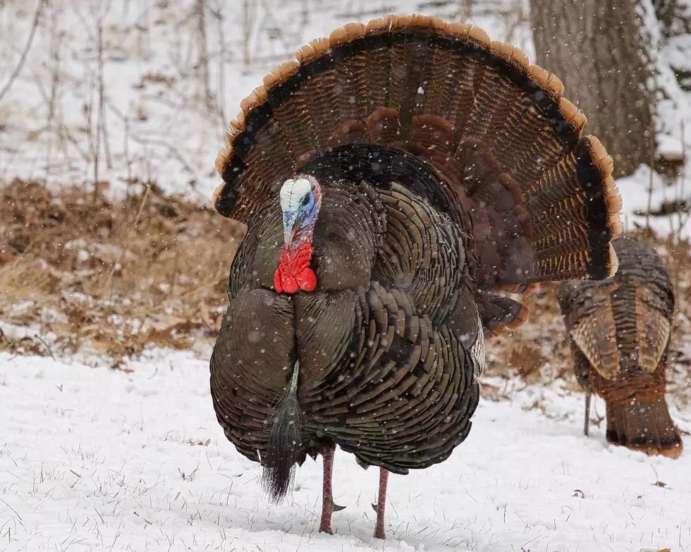 Wild Turkeys Are Making a Big Comeback in New England?
