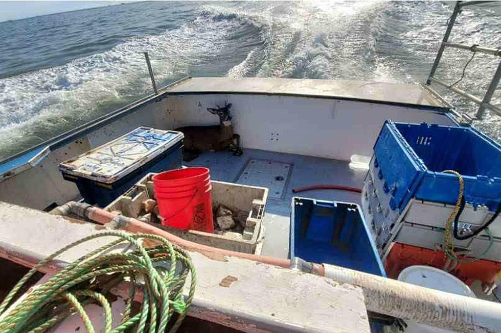 Maine Lobsterman Had A Special Rescue Mission Yesterday