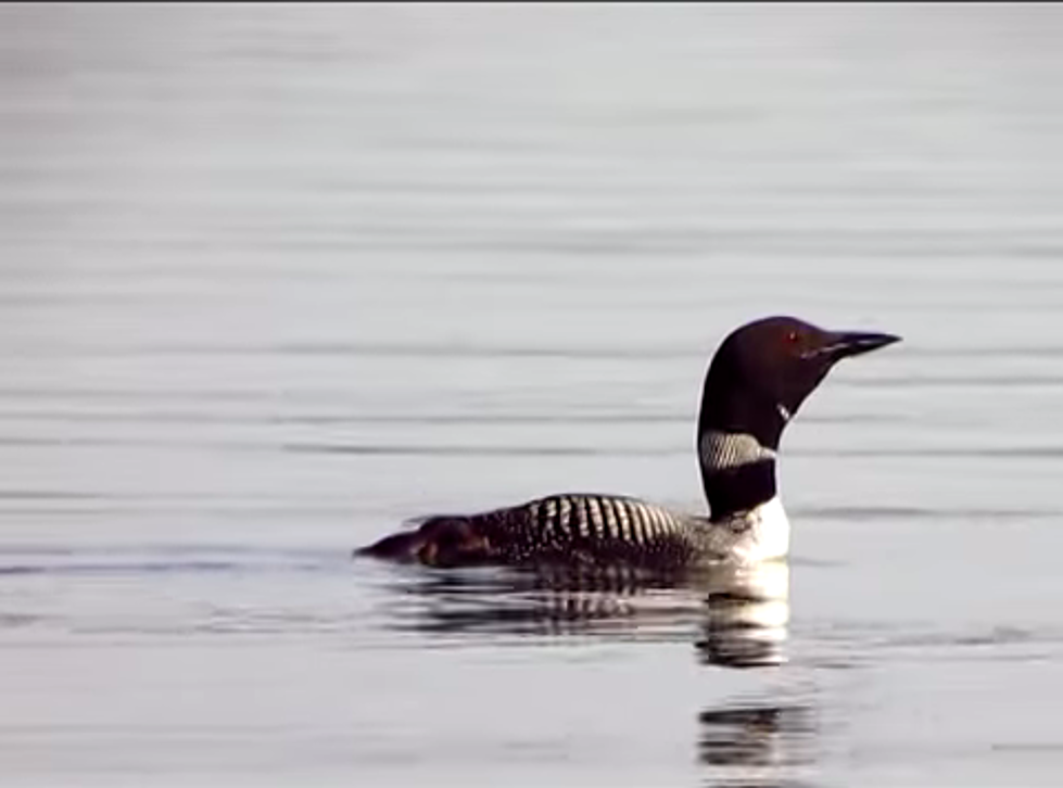 Bird Lovers, Rejoice: Loons in Large Numbers Have Landed in New England