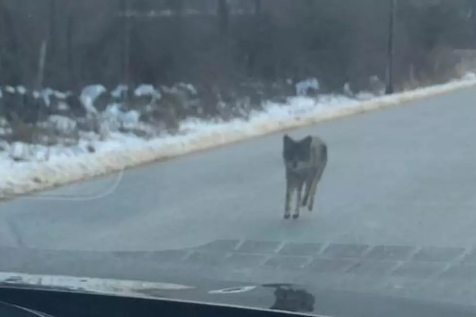 NH Man Kills Coyote With His Bare Hands to Save His 2-Year-Old Son