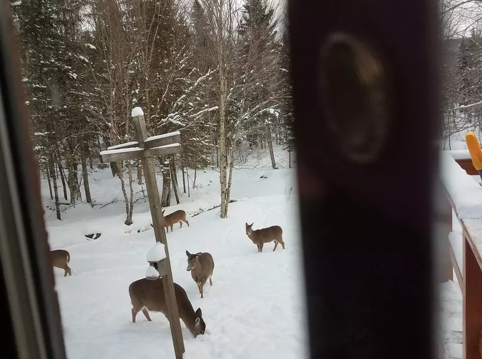 Tossed Apples Result in a Deer Meetup in Pittsburg, NH