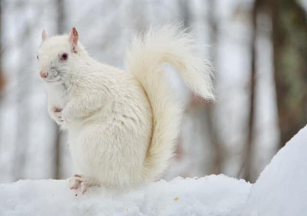 I’m Obsessed With Snowflake the Albino Squirrel from Derry, NH