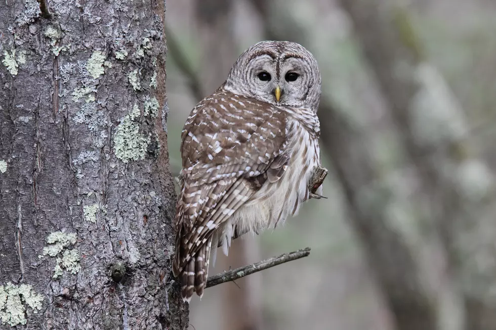 This Barred Owl Taking Flight in Hudson, NH, Will Take Your Breath Away