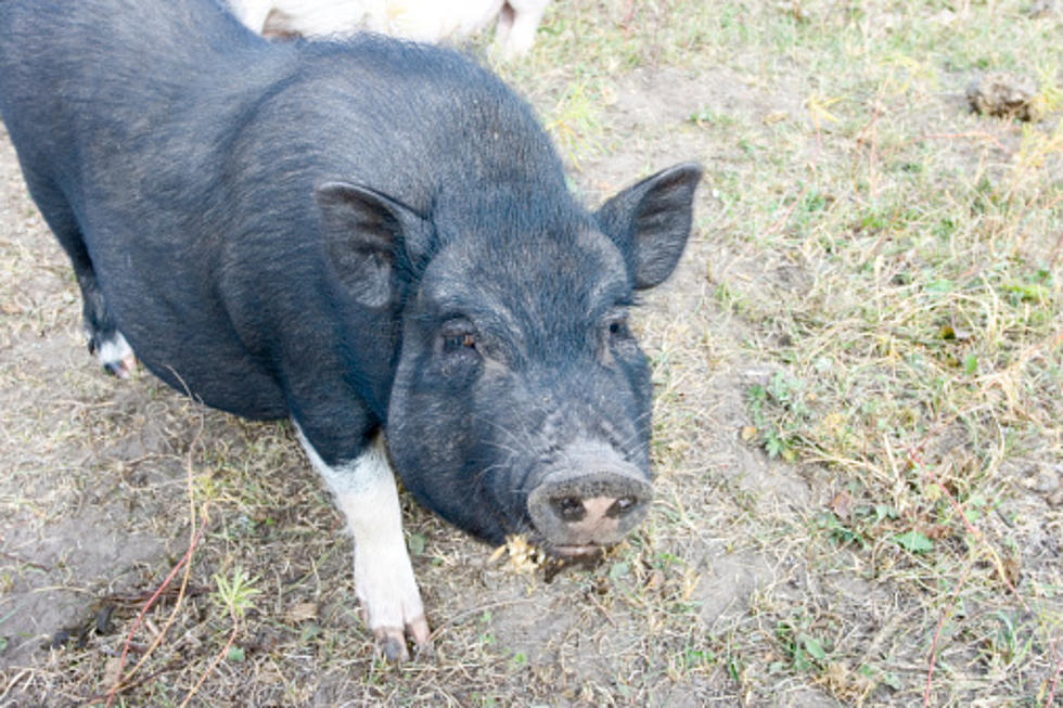 One Happy Pig: Watch NH Pig Eat Her Slop and Then Decide to Roll in It