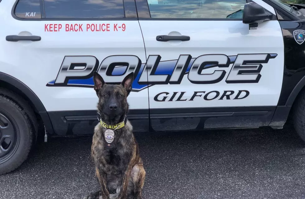 K9 Kai of Gilford, NH, PD Sniffed out Suspect and Saved the Day