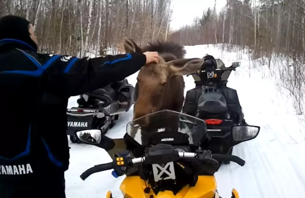 Epic Maine Moment: Snowmobilers Hang Out With Moose on the Trail