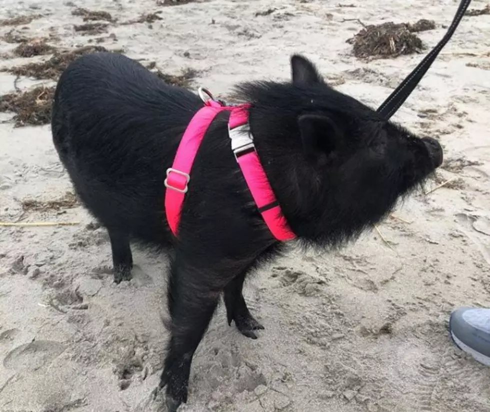 Meet Porkchop, The Potbellied Pig Who Enjoys Long Strolls on the Beach in Rye, NH