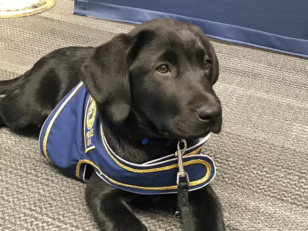 Manchester Police Department Needs Help Naming New Adorable Pup