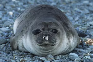 Seal Chills in Portsmouth Backyard. Warning Cute Photo Alert.