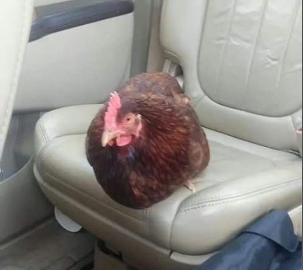 Andover, NH, Chicken Sneaks in the Backseat of a Car and Gives The Owner Quite the Surprise
