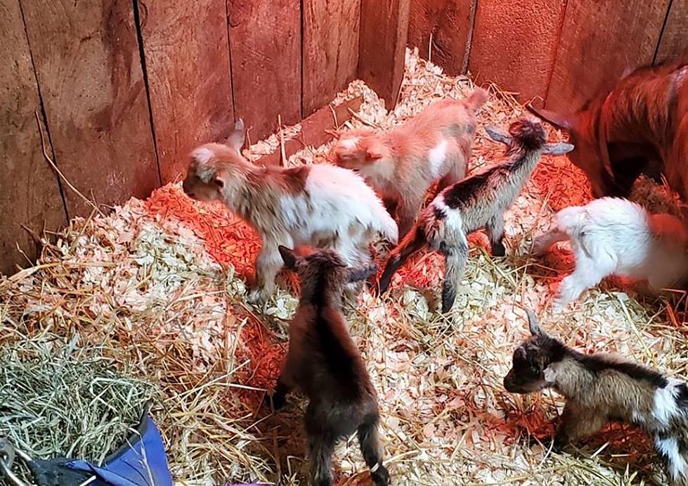 Congrats to the Mama Goat Who Birthed Nigerian Dwarf Sextuplets in Stoddard, NH