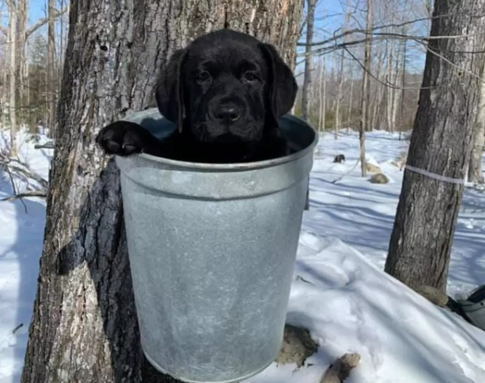 This Wakefield Pup is Ready To Celebrate Maple Weekend in New Hampshire