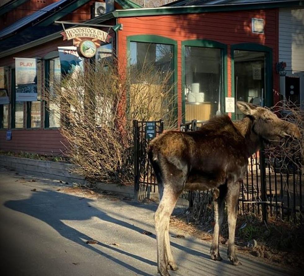 Someone Should ID This Moose Outside the Brewery in North Woodstock, NH