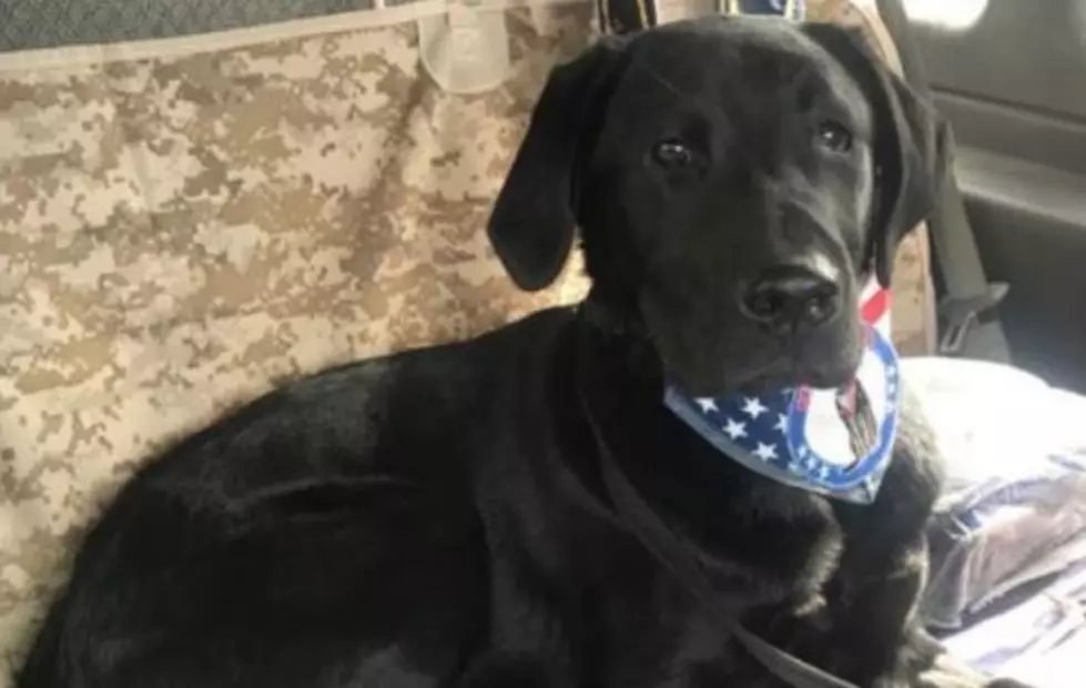 Claremont Police Department in NH Needs Help Naming Their New Comfort Dog