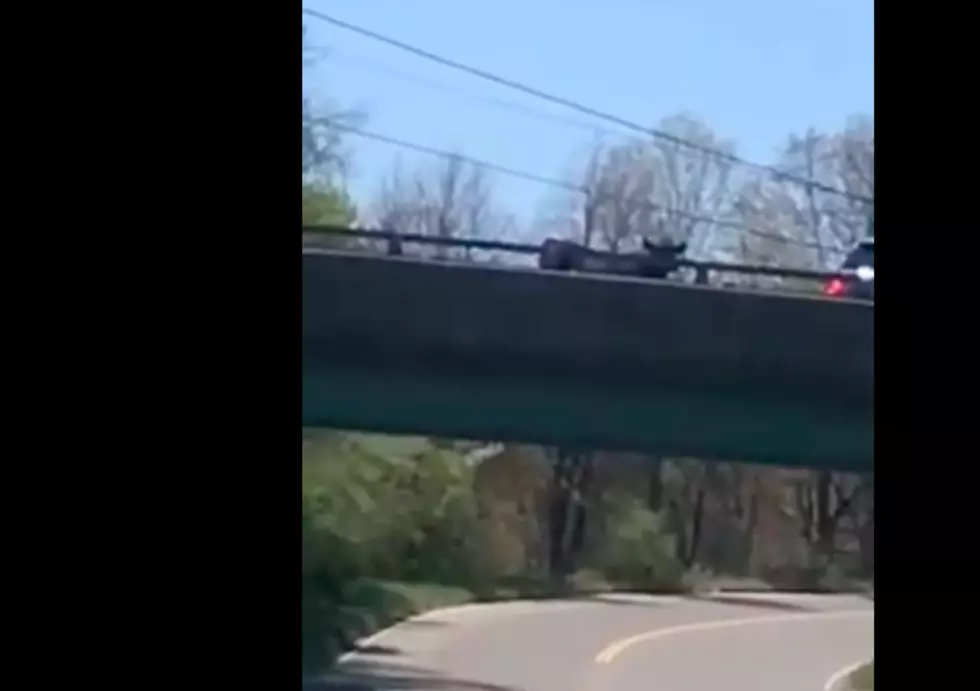 Watch a Loose Bull on Interstate 91 in Massachusetts