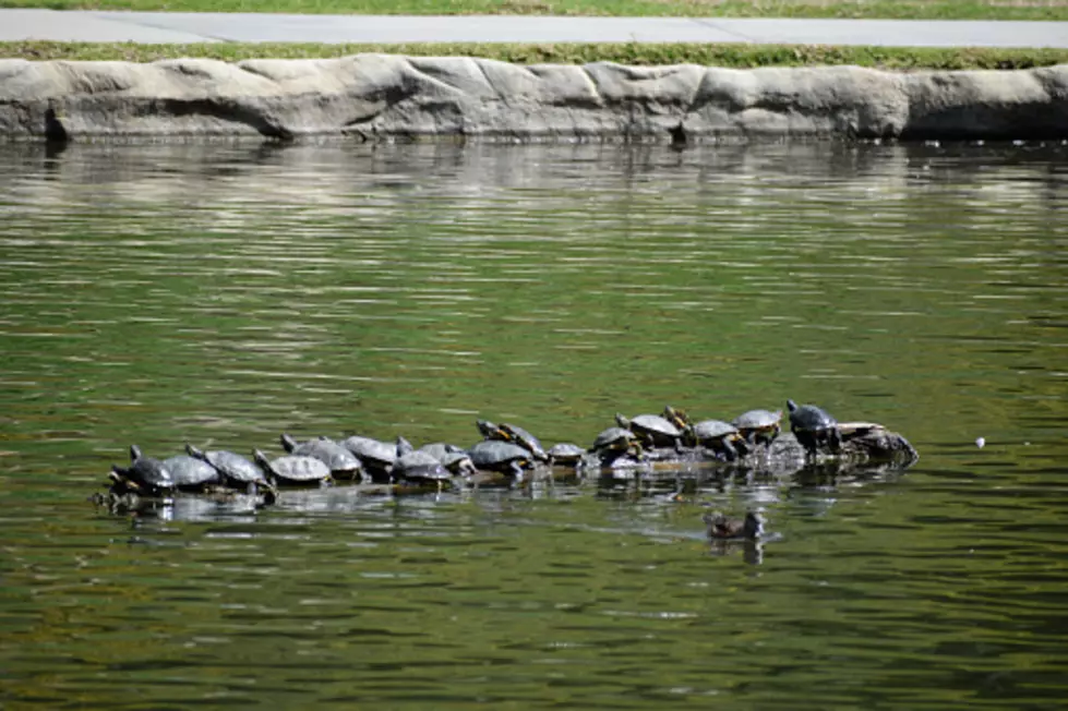 These Southern New Hampshire Turtles Aren’t Practicing Social Distancing
