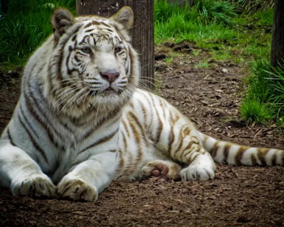 Bengal Tiger At York's Wild Kingdom Dies...We Blame Carol!