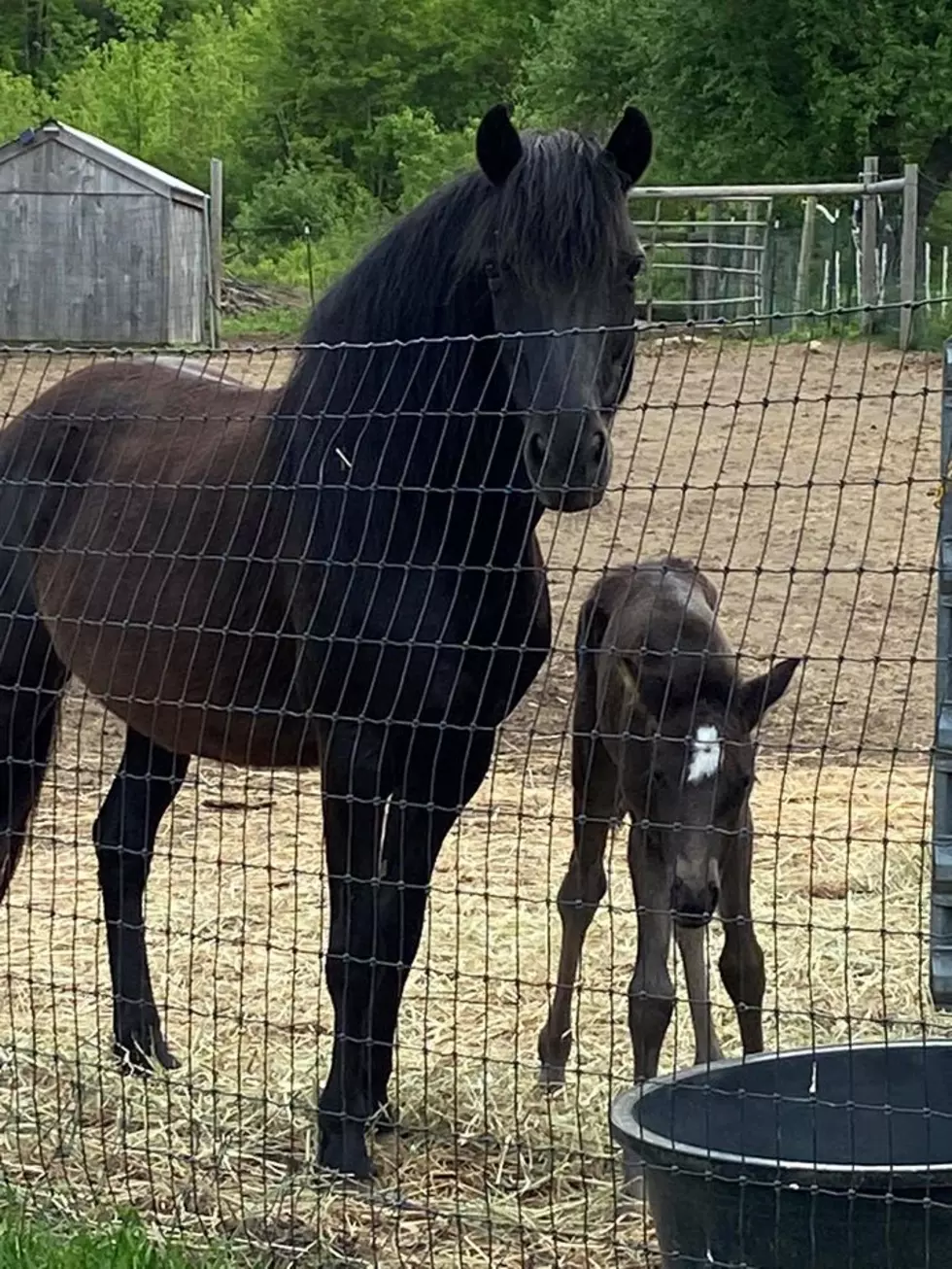 Rare New Pony Born in Jaffrey, NH Has Big Shoes To Fill