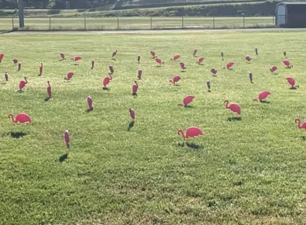 Football Field in South Portland, ME, is Filled With Lawn Flamingos to Represent Graduating Seniors