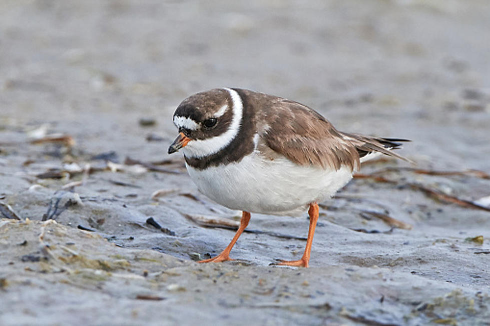 Hampton, NH, Fireworks Cancelled because of the Piping Plovers