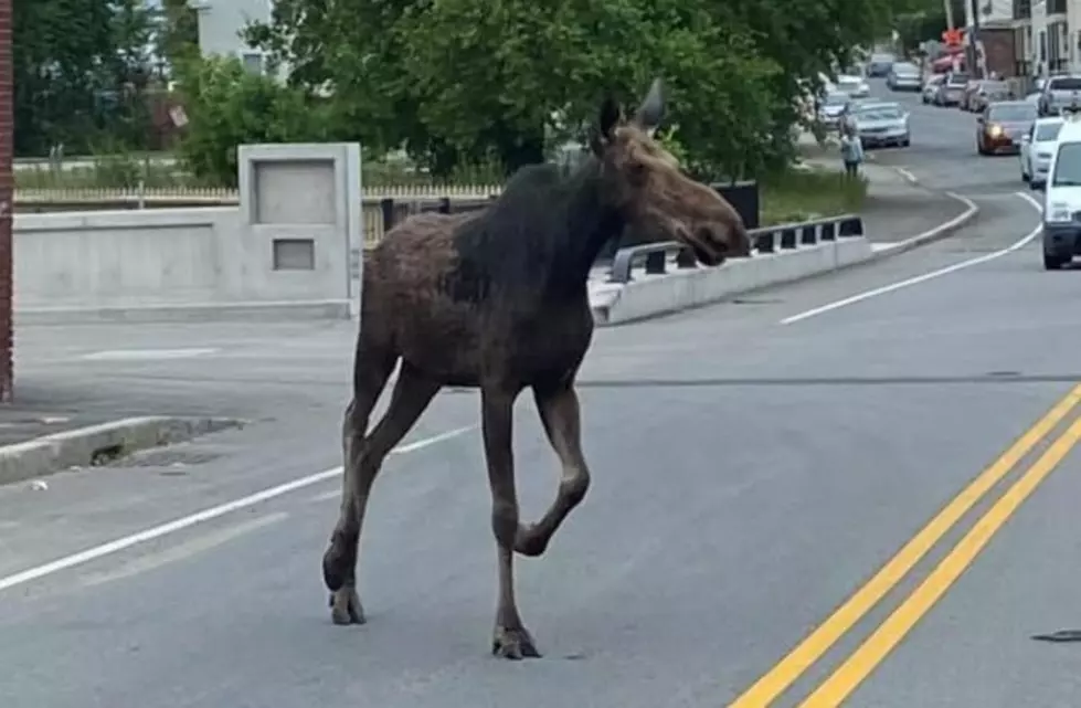 Moose on the Loose in Lowell, MA, Caused Quite the Commotion