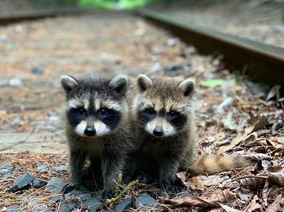 These Adorable Raccoons From Greenland, NH, are Local Celebs