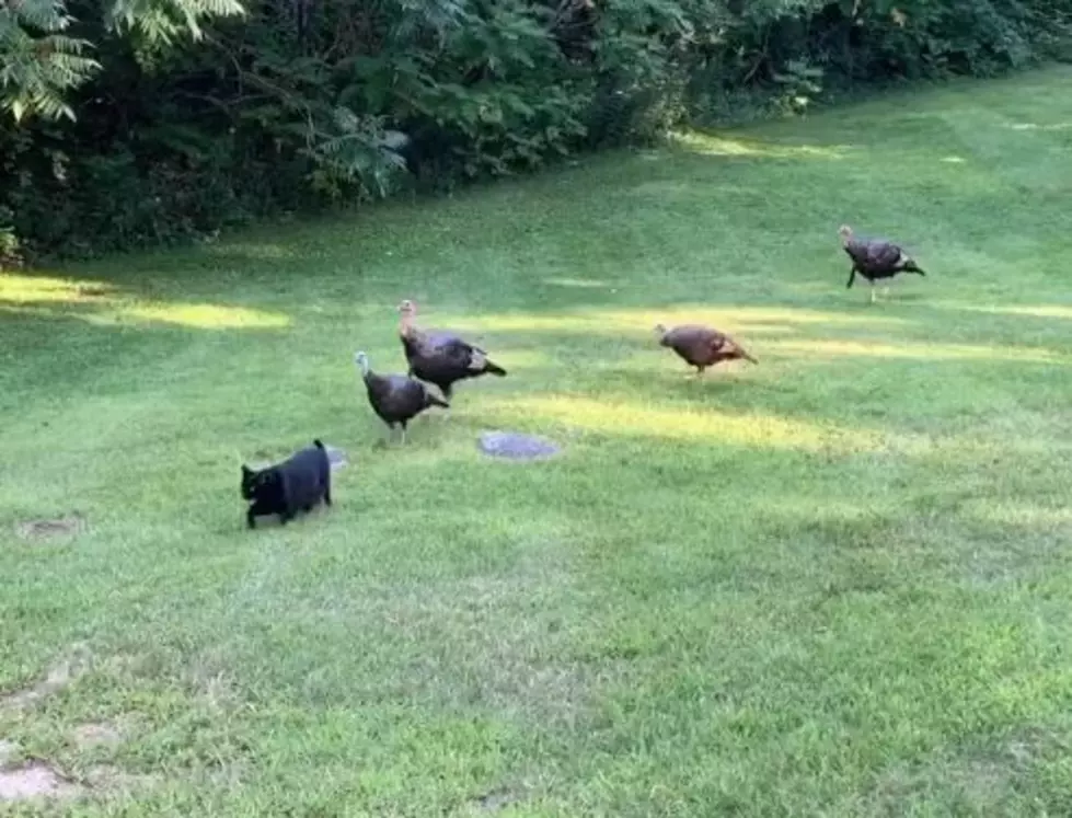 Black Cat in Laconia, NH, Plays Follow The Leader with a Group of Turkeys