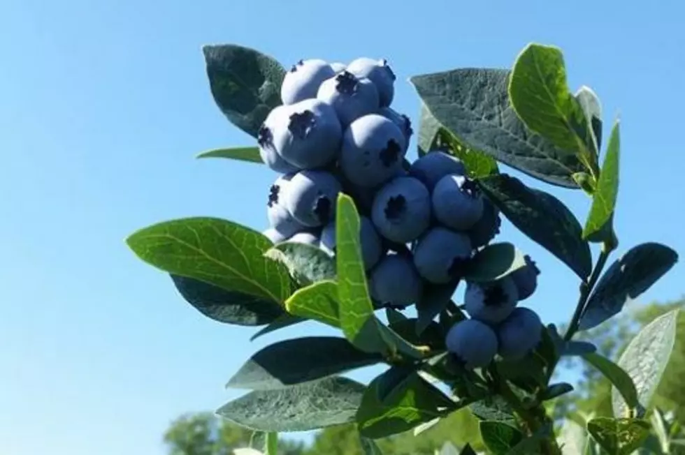 Ginormous Blueberries Are Yours For The Picking in Troy, NH