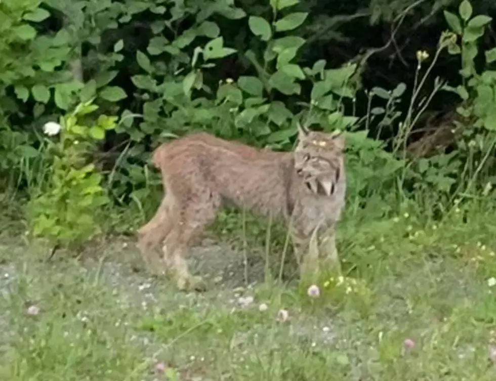 There was a Rare Sighting of a Canadian Lynx in Pittsburg, NH