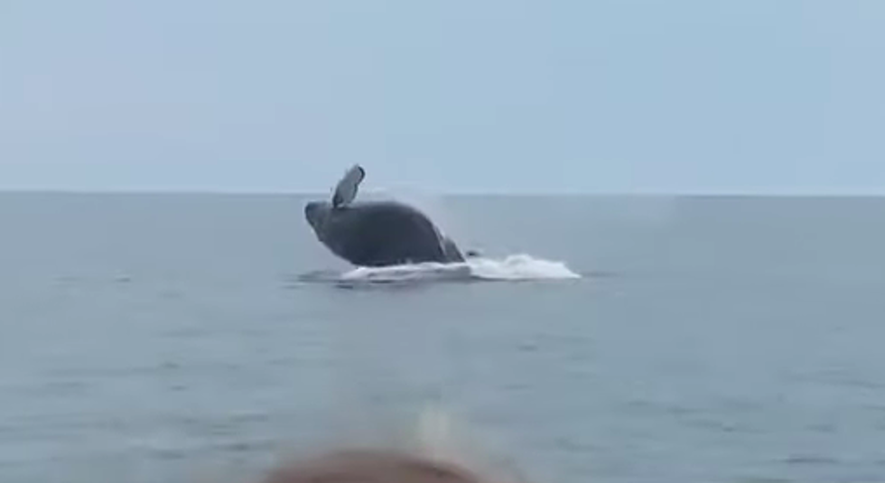 Some Joy off Manchester-by-the-Sea’s Coast: Whale Put on a Show