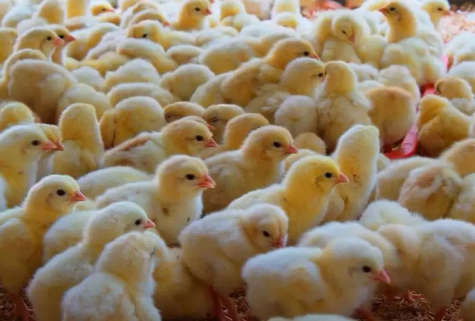 4,800 Chicks Headed to NH And ME Farmers Arrive Dead