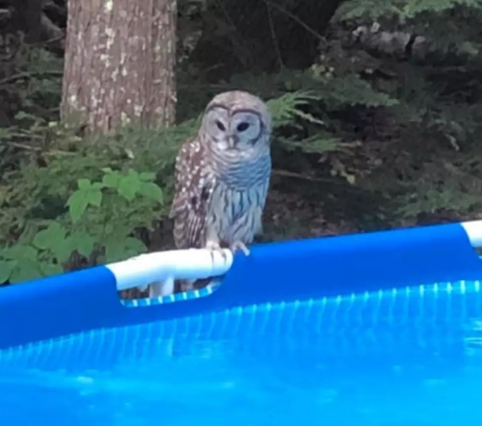 This Owl from Londonderry, NH, Knows How to Stay Cool During This Heatwave