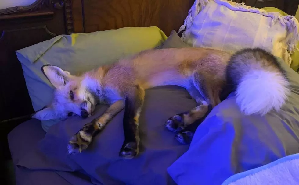 Frankie the Fox Will Not Be Euthanized Thanks to Activists and NH Governor Chris Sununu