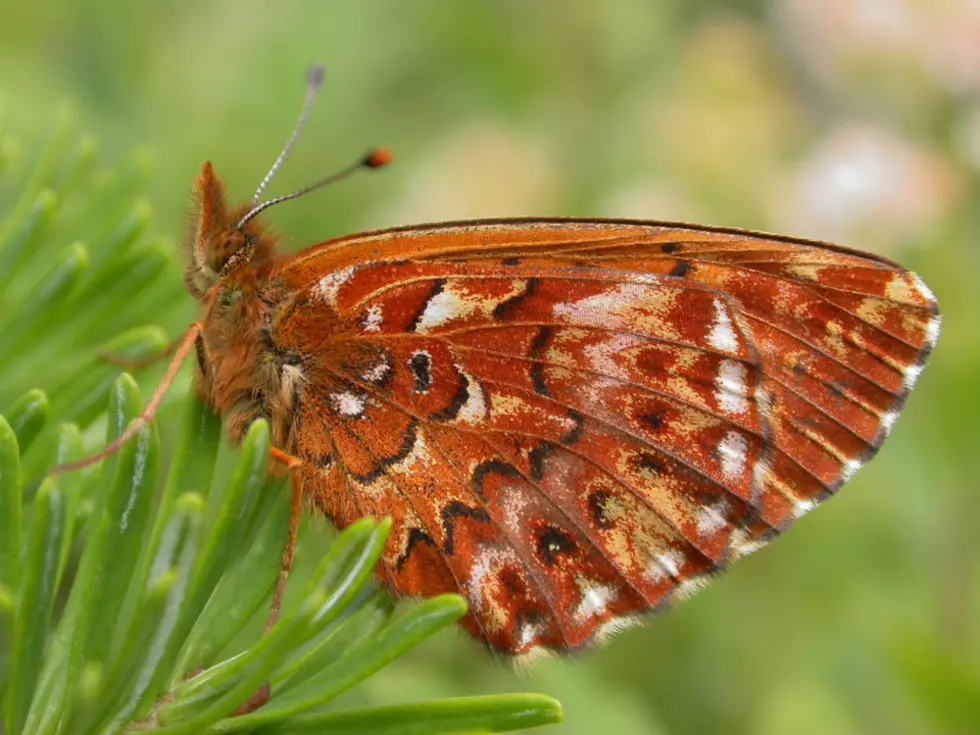 Rare NH Mountain Butterfly Conservation Efforts Underway