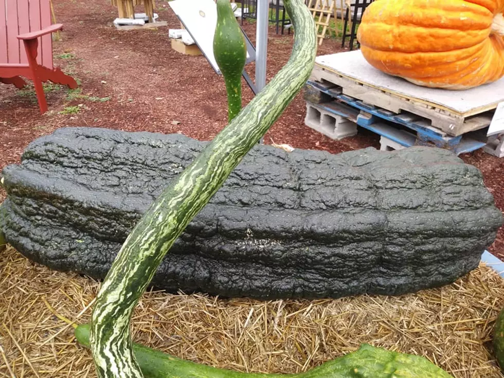 This Monstrous Zucchini in New England Is the Largest in the World