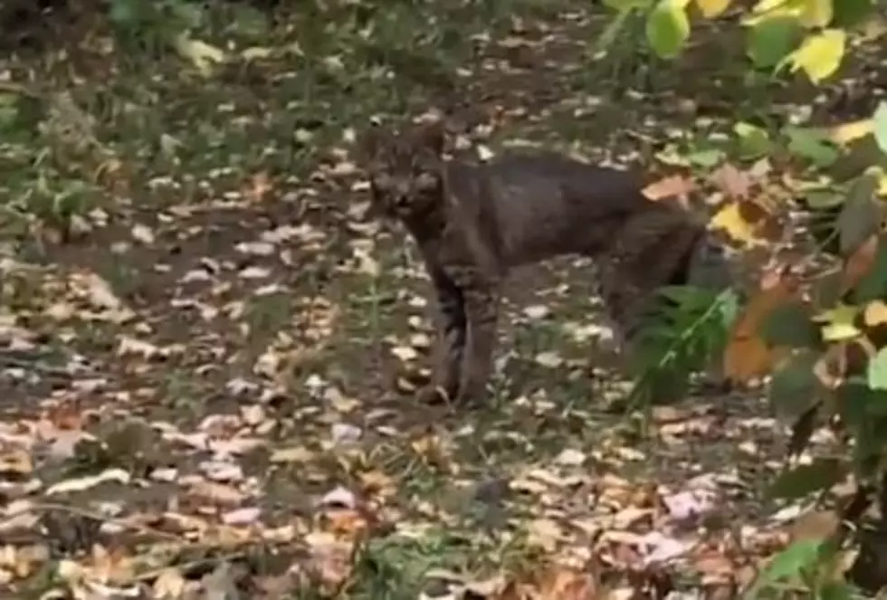 Very Rare Black Bobcat Was Spotted in Vermont