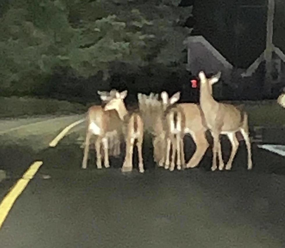 Epping PD Share A Laugh Over Gang of Deer