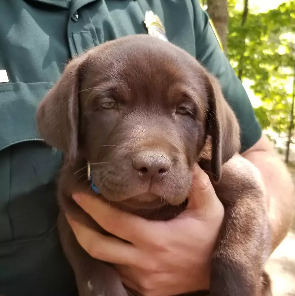 NH Fish & Game Welcome Their Newest Adorable 4-Legged Member