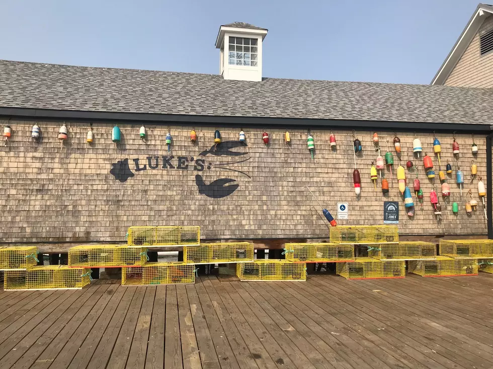Luke’s Lobster in Portland, ME, has a Resident Seal They’ve Named ‘Sealy Dan’
