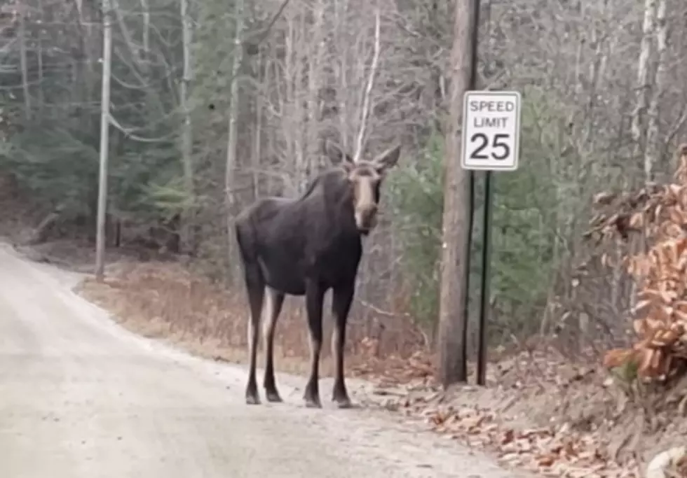 It’s Good to See the Moose in Hillsboro, NH, Obey the Speed Limit