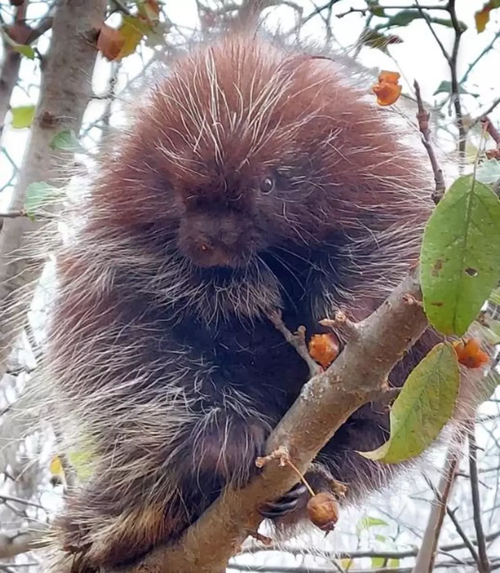 This Floofy Little Porcupine in Amherst, NH, Is Guaranteed to Make You Say ‘Awwww’