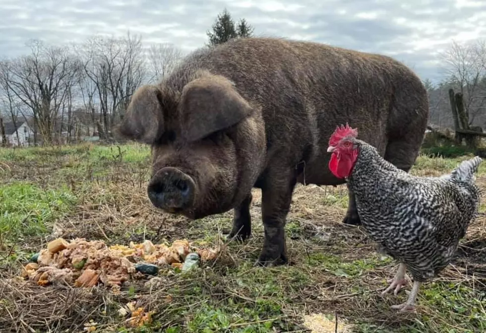 We Can’t Get Enough of This Unlikely Camaraderie Between a Pig and a Rooster in Concord, NH