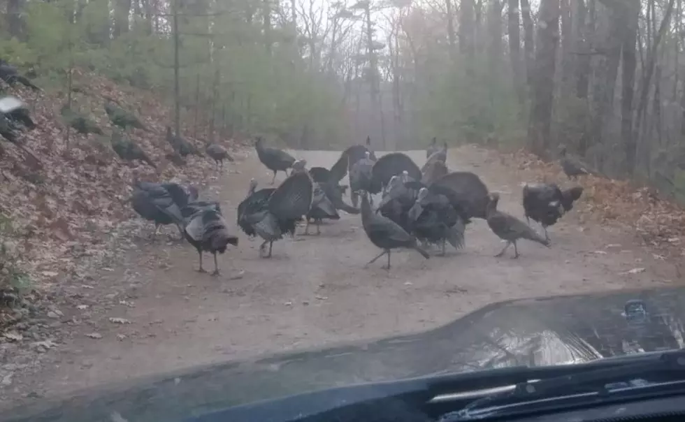 Flock of Turkeys Meet Up to Protest Thanksgiving in NH