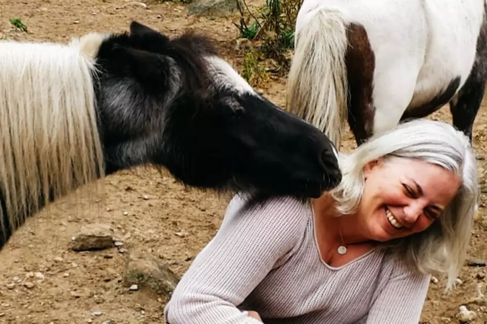 Hang Out With Magical Miniature Horses in Bow, New Hampshire